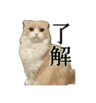 うるわしのティア（個別スタンプ：4）