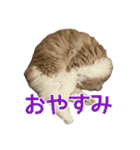 うるわしのティア（個別スタンプ：6）