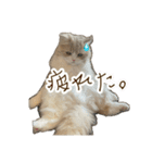 うるわしのティア（個別スタンプ：8）