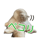 うるわしのティア（個別スタンプ：13）