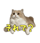 うるわしのティア（個別スタンプ：15）