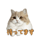 うるわしのティア（個別スタンプ：17）