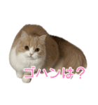 うるわしのティア（個別スタンプ：18）