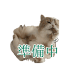 うるわしのティア（個別スタンプ：19）