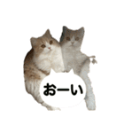 うるわしのティア（個別スタンプ：21）