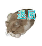 うるわしのティア（個別スタンプ：23）