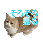 うるわしのティア（個別スタンプ：25）