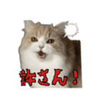 うるわしのティア（個別スタンプ：35）