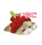 うるわしのティア（個別スタンプ：40）