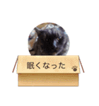 猫もものスタンプ（個別スタンプ：11）