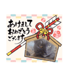 猫もものスタンプ（個別スタンプ：17）