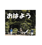 タンチョウ鶴のあいさつ（個別スタンプ：1）