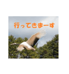 タンチョウ鶴のあいさつ（個別スタンプ：4）