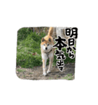 柴犬たわし（個別スタンプ：6）