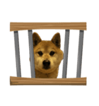 柴犬たわし スタンプ（個別スタンプ：2）