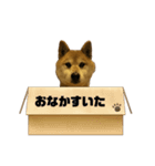 柴犬たわし スタンプ（個別スタンプ：4）