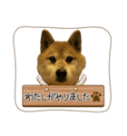 柴犬たわし スタンプ（個別スタンプ：6）