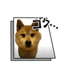 柴犬たわし スタンプ（個別スタンプ：7）