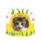 3猫マーライオンスタンプ（個別スタンプ：12）