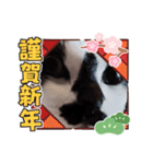 猫ウニ（個別スタンプ：18）