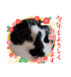 猫ウニ（個別スタンプ：22）