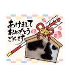 猫ウニ（個別スタンプ：23）