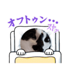 猫ウニ（個別スタンプ：29）