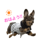 チワックスのなな（個別スタンプ：1）