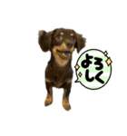 チワックスのなな（個別スタンプ：8）