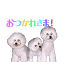 ハクリンセンの日常（個別スタンプ：3）