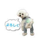 ハクリンセンの日常（個別スタンプ：8）