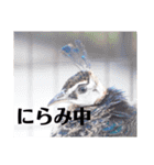 2025冬休み（個別スタンプ：28）