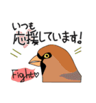 野鳥さんスタンプ アオバズク多め（個別スタンプ：29）