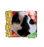 猫ウニちゃん（個別スタンプ：18）