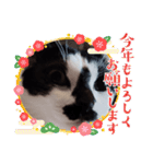 猫ウニちゃん（個別スタンプ：22）