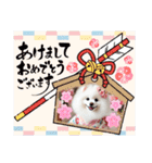 かわいいスピッツ犬の日常スタンプ4（個別スタンプ：36）