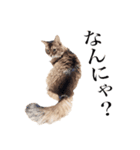 ねこのマリーちゃん（個別スタンプ：2）