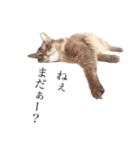 ねこのマリーちゃん（個別スタンプ：3）