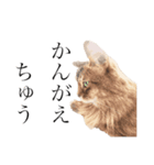 ねこのマリーちゃん（個別スタンプ：4）