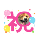 レンくん2（タヌキツネイッヌ）（個別スタンプ：3）