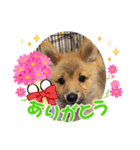 レンくん2（タヌキツネイッヌ）（個別スタンプ：4）