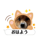 レンくん2（タヌキツネイッヌ）（個別スタンプ：6）
