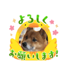 レンくん2（タヌキツネイッヌ）（個別スタンプ：9）