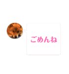 レンくん2（タヌキツネイッヌ）（個別スタンプ：11）