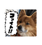 レンくん2（タヌキツネイッヌ）（個別スタンプ：14）