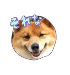 レンくん2（タヌキツネイッヌ）（個別スタンプ：15）