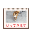 レンくん2（タヌキツネイッヌ）（個別スタンプ：16）