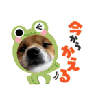 レンくん2（タヌキツネイッヌ）（個別スタンプ：18）