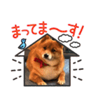 レンくん2（タヌキツネイッヌ）（個別スタンプ：19）