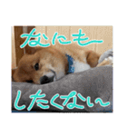 レンくん2（タヌキツネイッヌ）（個別スタンプ：21）